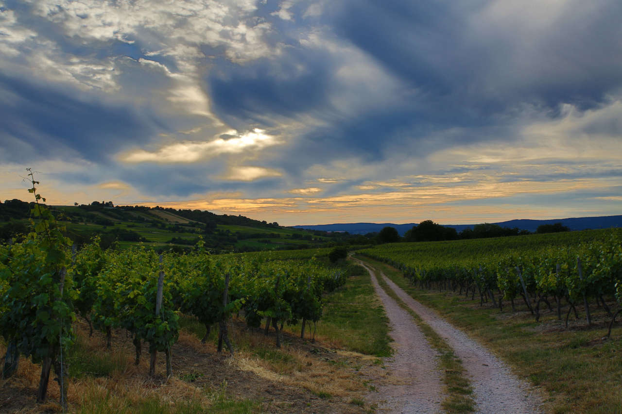 Weinberg beim Sonnenuntergang