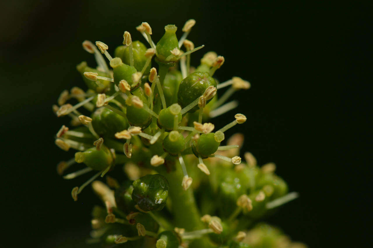 Blüte