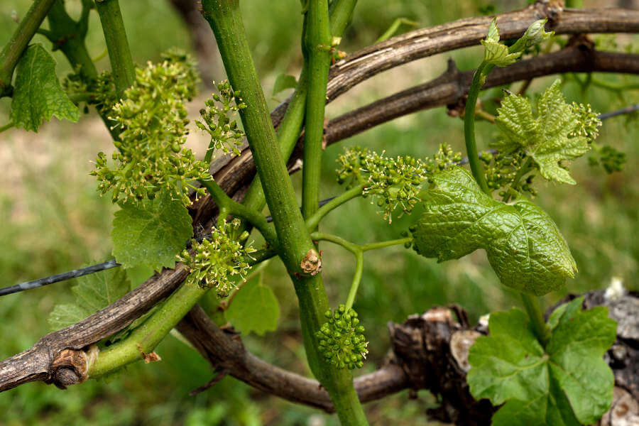 Ast mit Blüten
