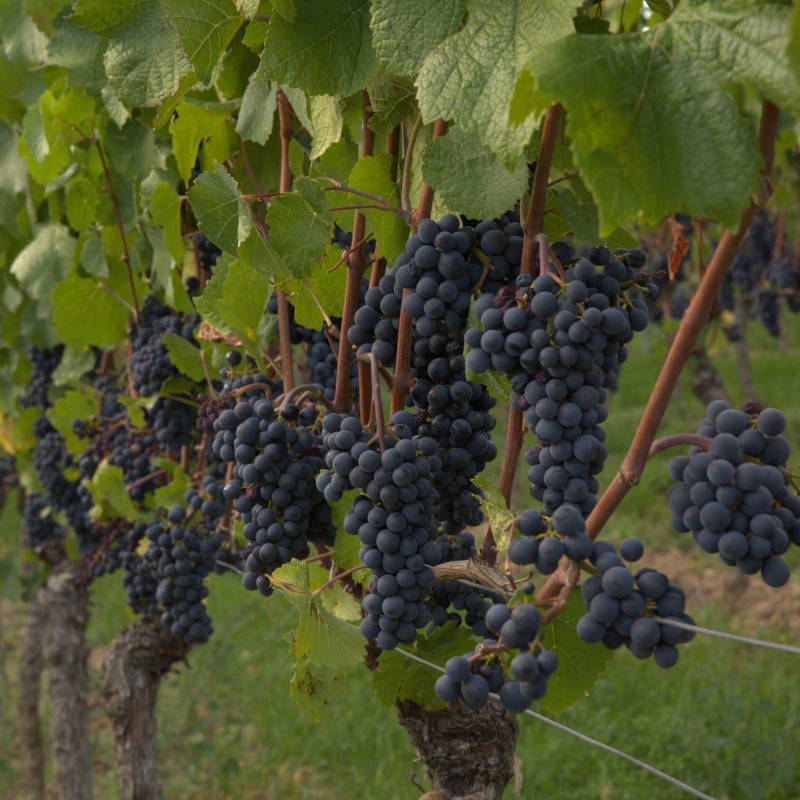 Spätburgender Trauben