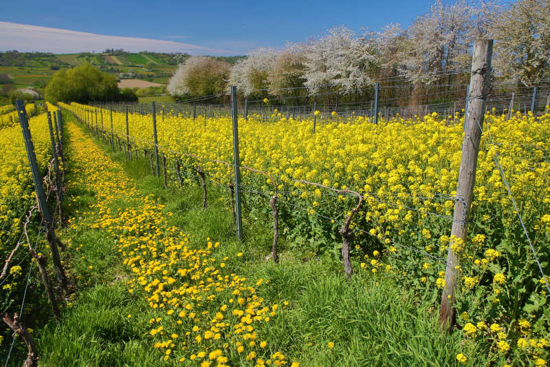 Weinberge in Frühling