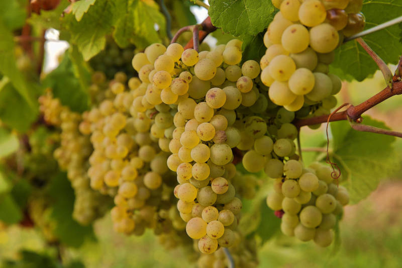 Riesling Trauben