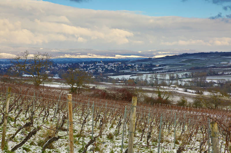Weinberge mit Schnee