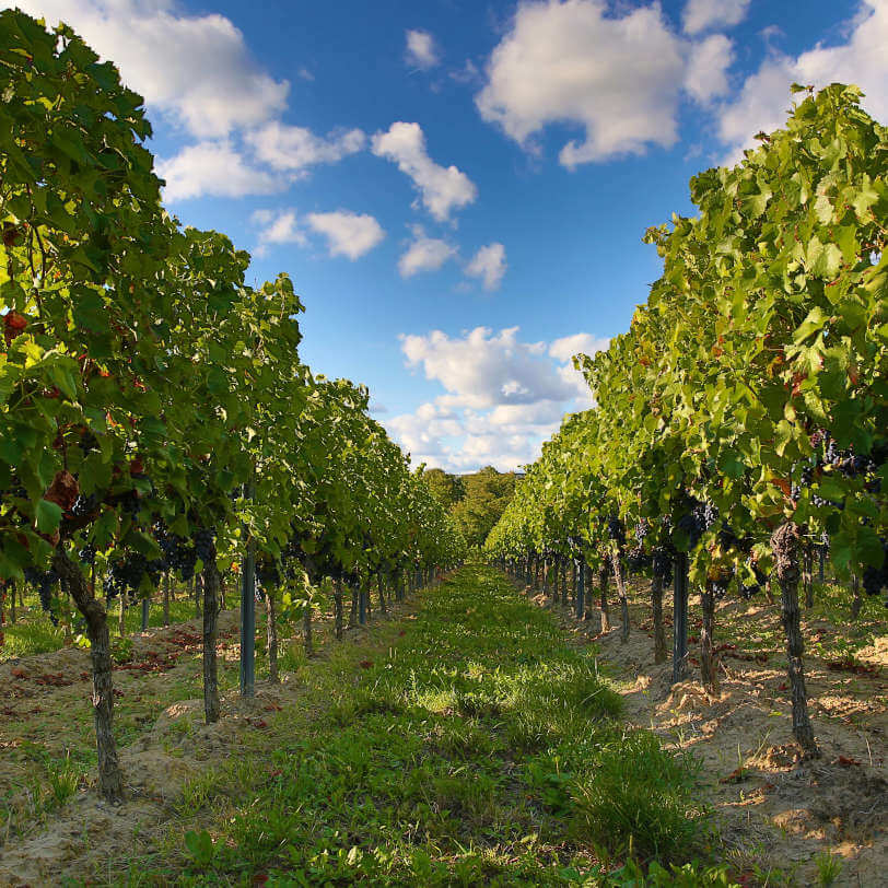 Weinberg mit Himmel